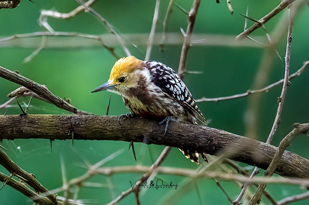 Yellow-crowned Woodpecker